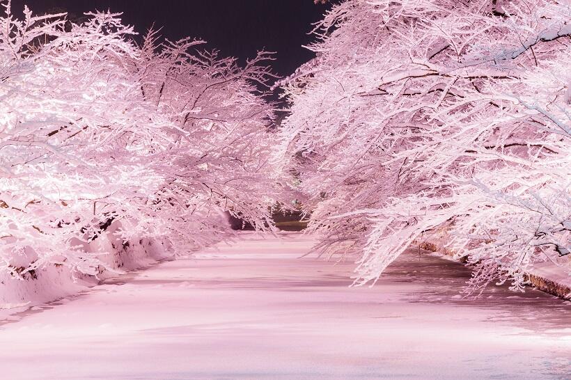 たびよみ目線 弘前公園の冬のさくら｜青森県｜たびよみ